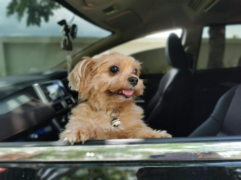 pexels tharinee sitti 114875485 9783718 » Enjoy Travelling with Your Pets Stress-Free