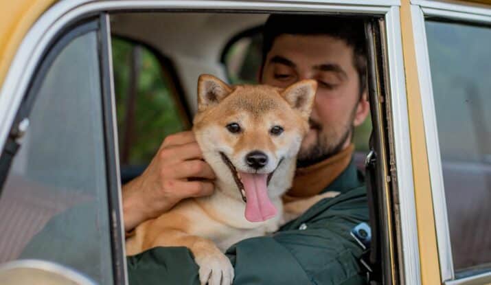 pexels valeriya 9545445 » Enjoy Travelling with Your Pets Stress-Free