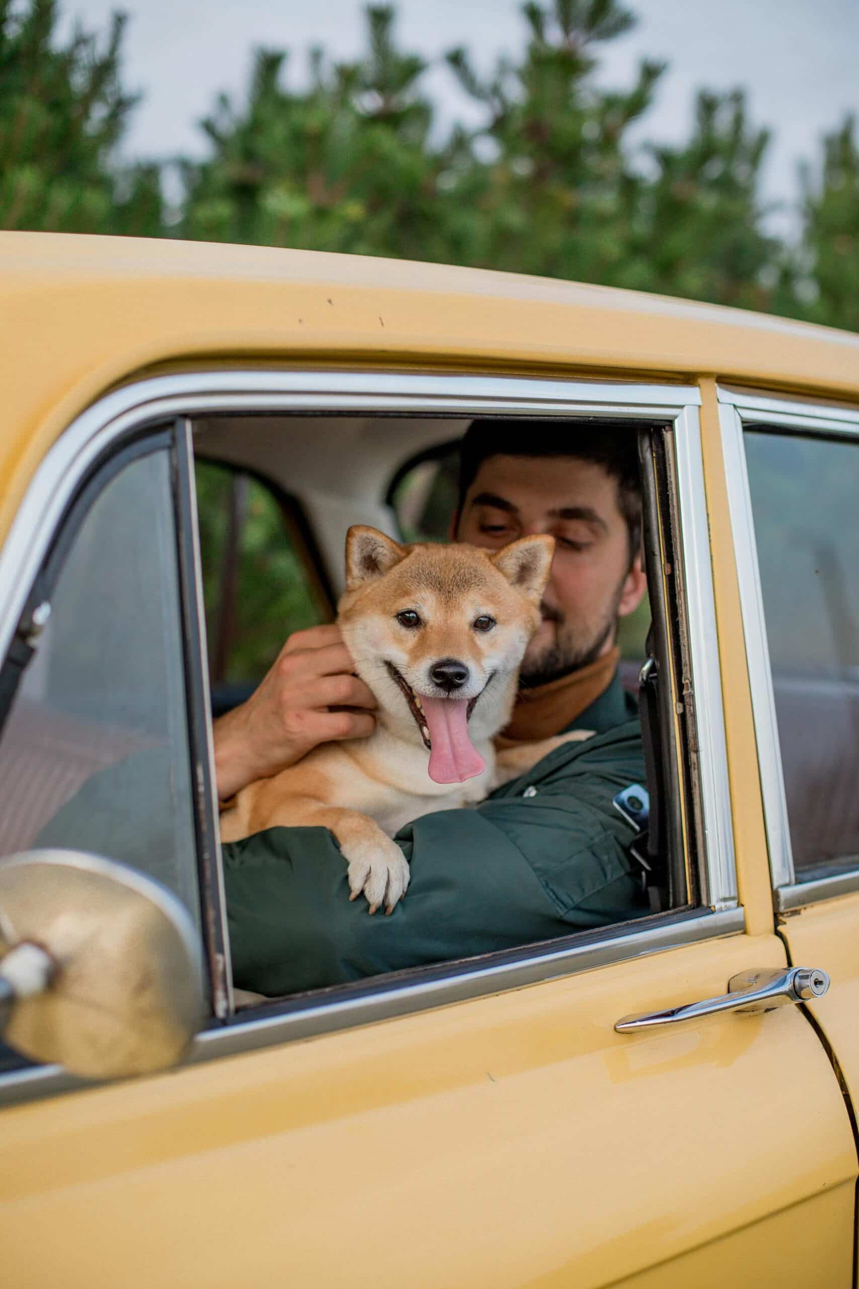 pexels valeriya 9545445 scaled » Enjoy Travelling with Your Pets Stress-Free